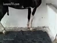Naked slut grabbing a huge horse dick